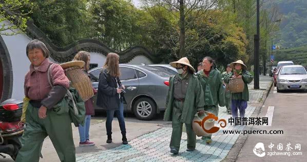 西湖龙井到底多少钱一斤？ 