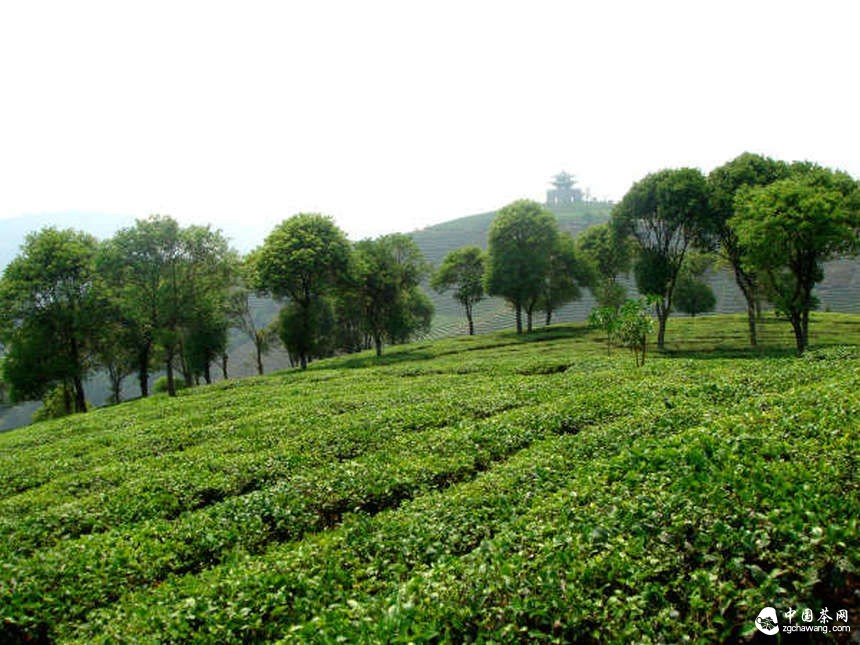 加快云南茶产业转型升级 让人文云茶健步远行