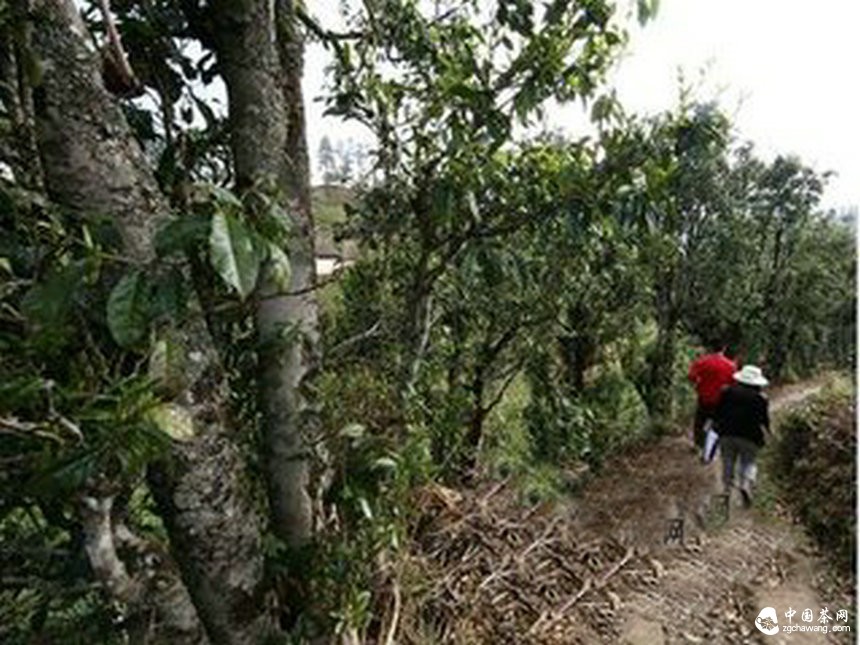 云茶大数据：2020年全省茶叶产值力争千亿