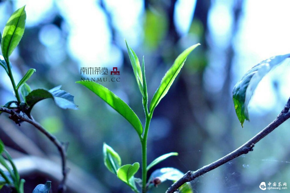 如约&mdash;&mdash;相爱  穿梭在漫漫茶路上