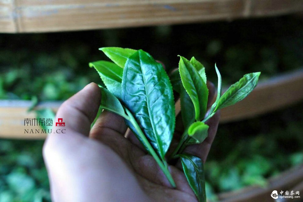 如约&mdash;&mdash;相爱  穿梭在漫漫茶路上