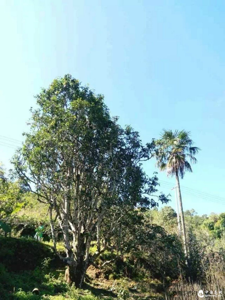 将老乌山建成“中国藤条茶之乡”