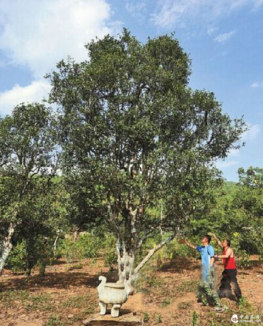 困鹿山老树晒青茶每公斤上涨了约1000元