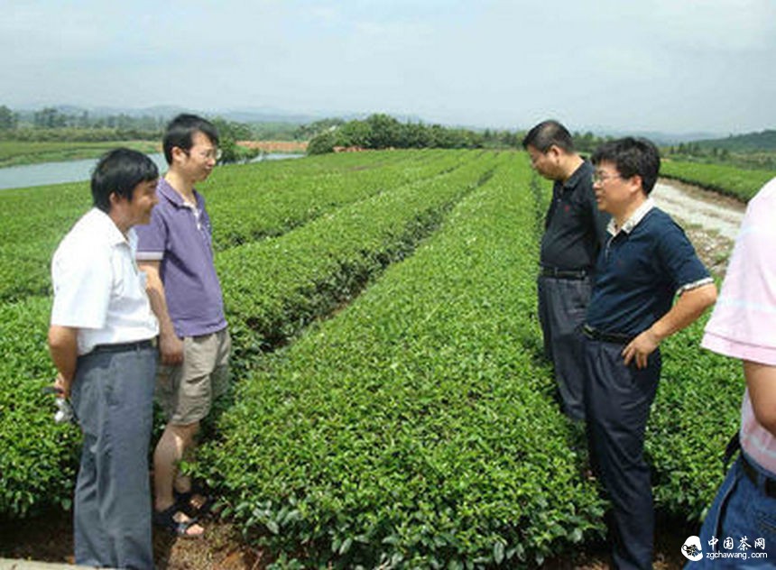 无锡：普洱茶价格大跳水 茶市竞争"短兵相接"