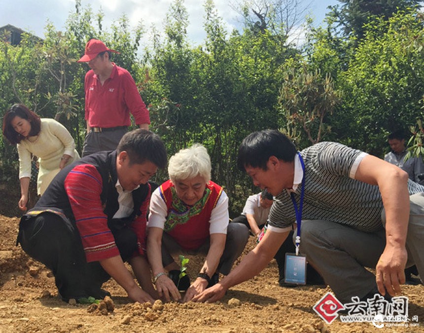 云南凤庆茶文化艺术节开幕 锦秀茶王茶品拍出35万