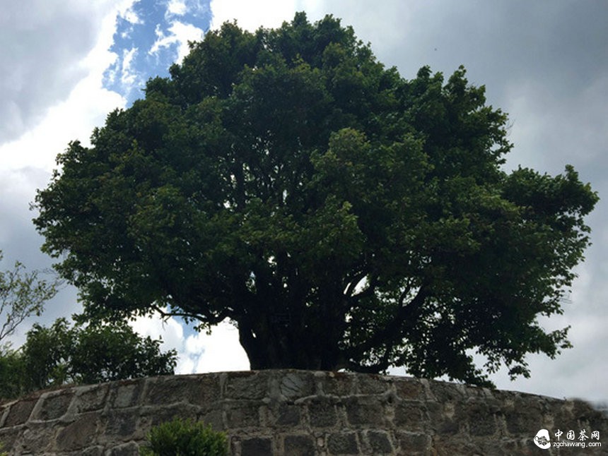 云南凤庆茶文化艺术节开幕 锦秀茶王茶品拍出35万