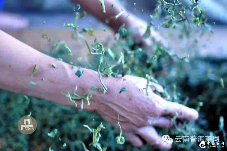 古树红茶采摘、加工、冲泡