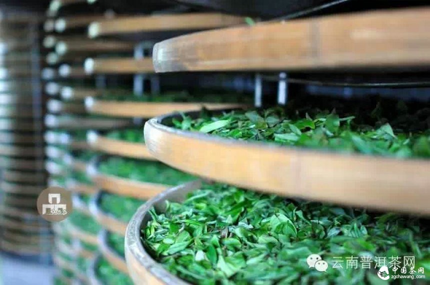 古树红茶采摘、加工、冲泡