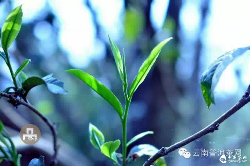 古树红茶采摘、加工、冲泡