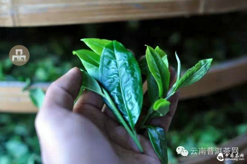 古树红茶采摘、加工、冲泡
