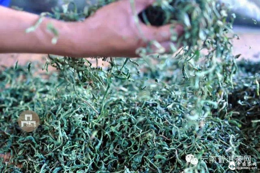 古树红茶采摘、加工、冲泡