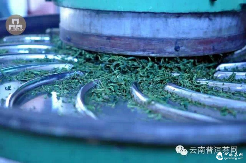 古树红茶采摘、加工、冲泡