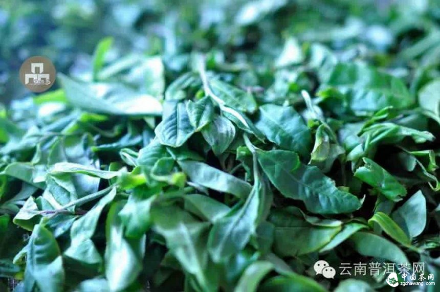 古树红茶采摘、加工、冲泡