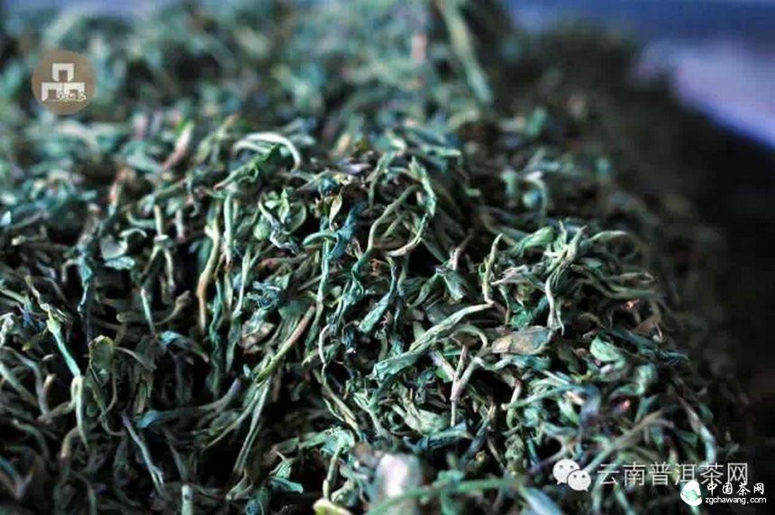 古树红茶采摘、加工、冲泡