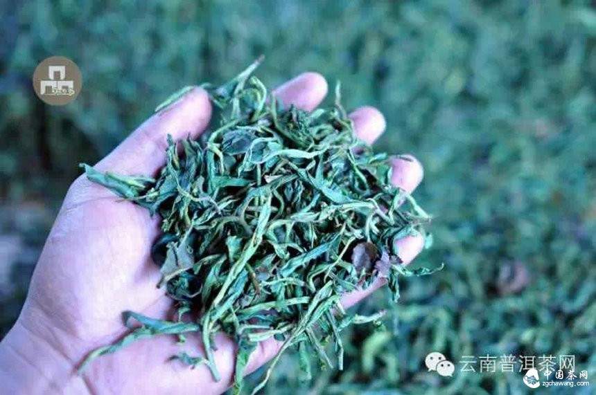 古树红茶采摘、加工、冲泡