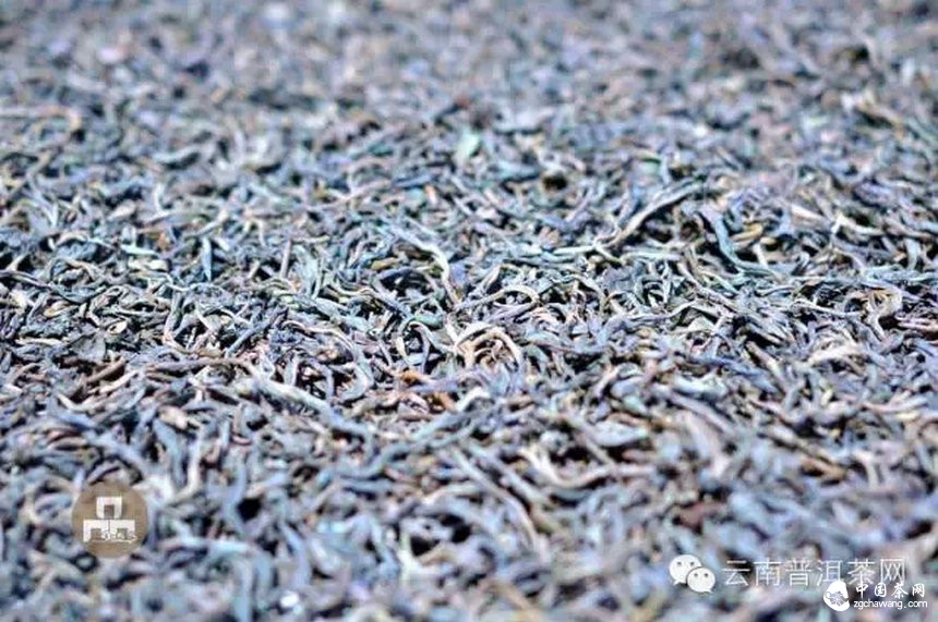 古树红茶采摘、加工、冲泡