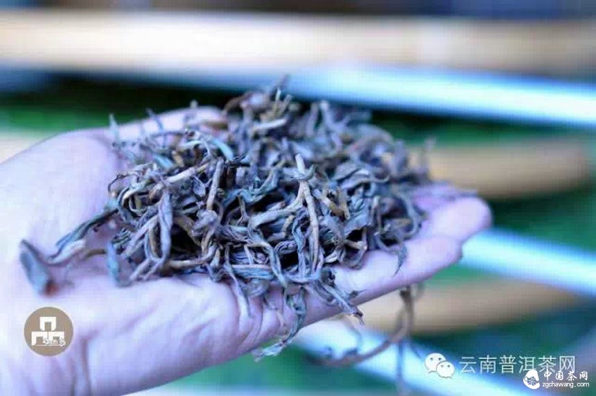 古树红茶采摘、加工、冲泡