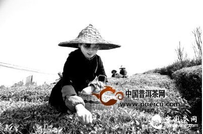 茶农在采摘屯溪绿茶