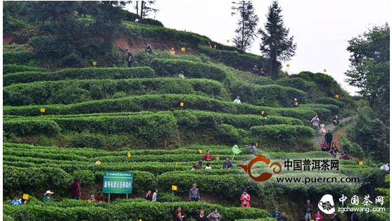 旅游，阳春三月到青城山采道茶