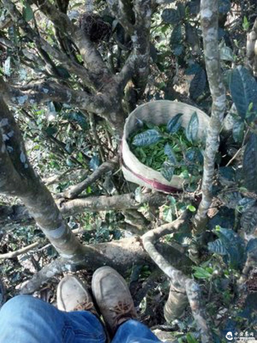 云南双江森林覆盖率达68.5% 古树茶备受青睐