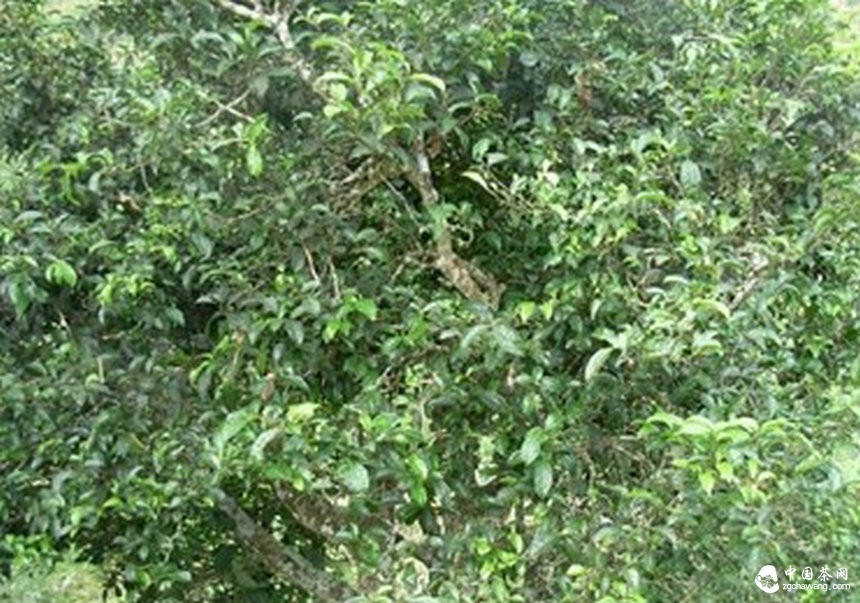 保山市昌宁县是享誉全国的千年茶乡