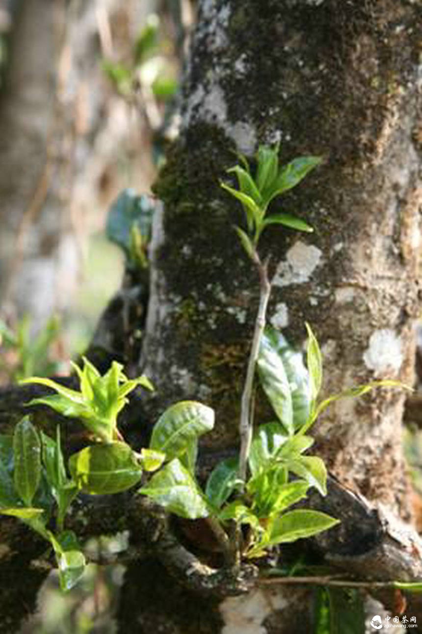 保山市昌宁县是享誉全国的千年茶乡