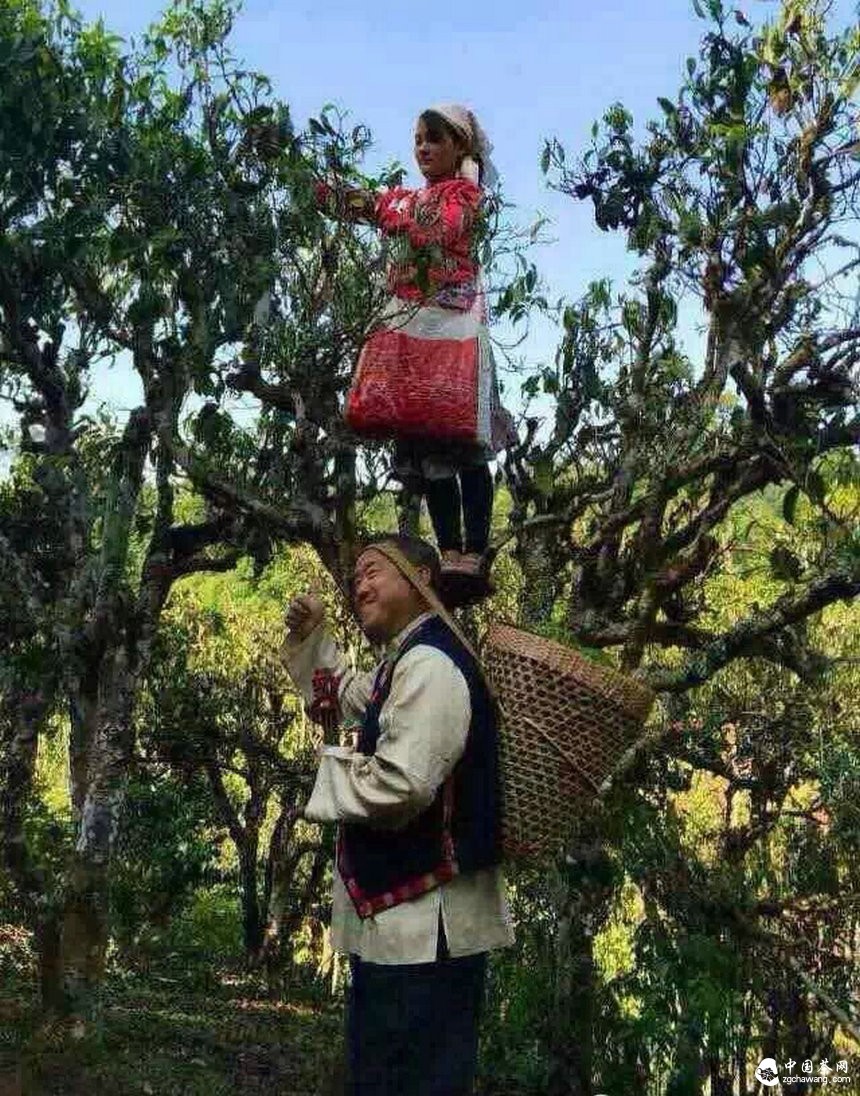 大咖曾志伟探访普洱茶名山头贺开 亲自体验采茶、杀青、揉捻等工序