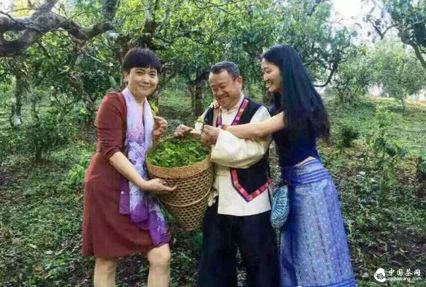 大咖曾志伟探访普洱茶名山头贺开 亲自体验采茶、杀青、揉捻等工序