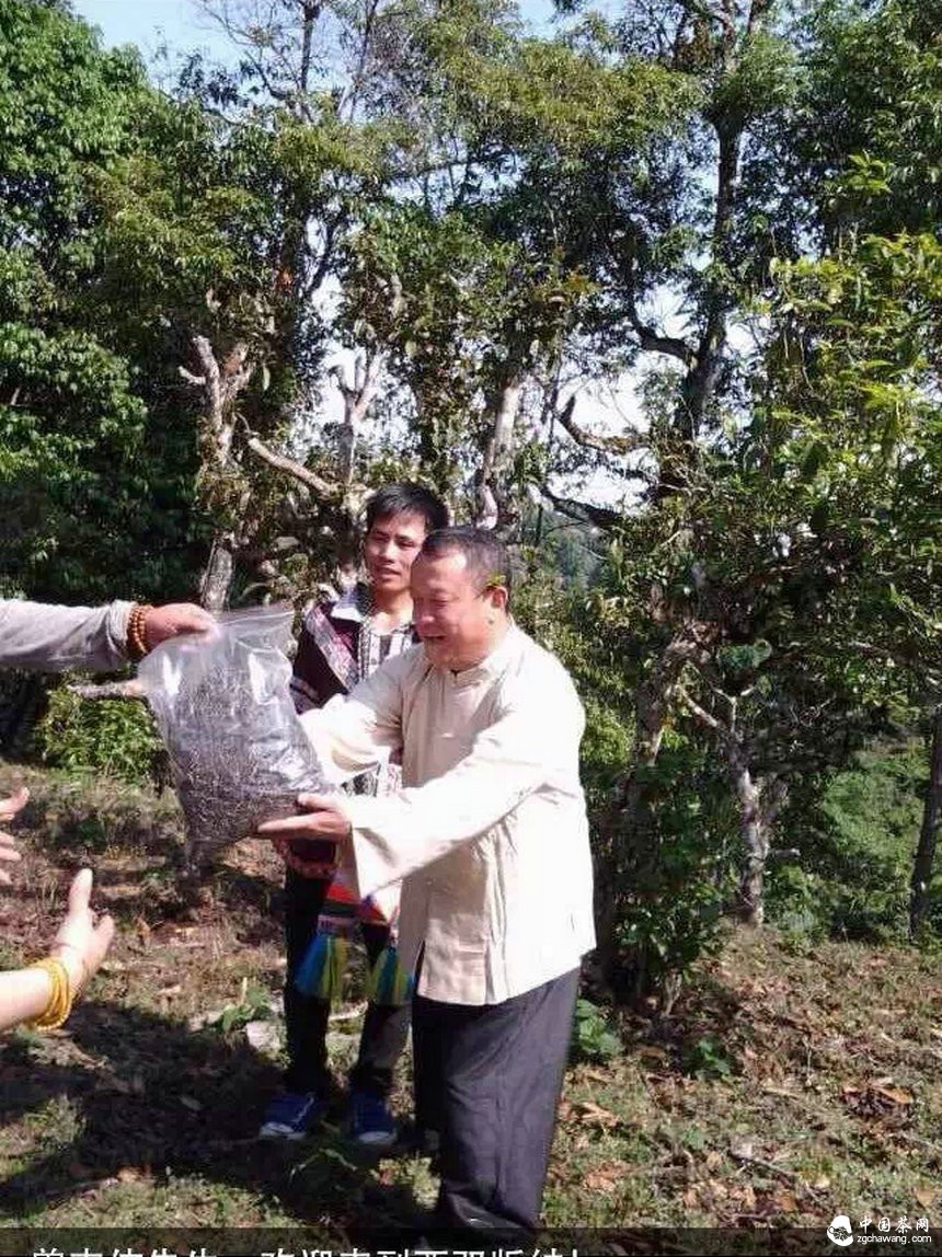 大咖曾志伟探访普洱茶名山头贺开 亲自体验采茶、杀青、揉捻等工序