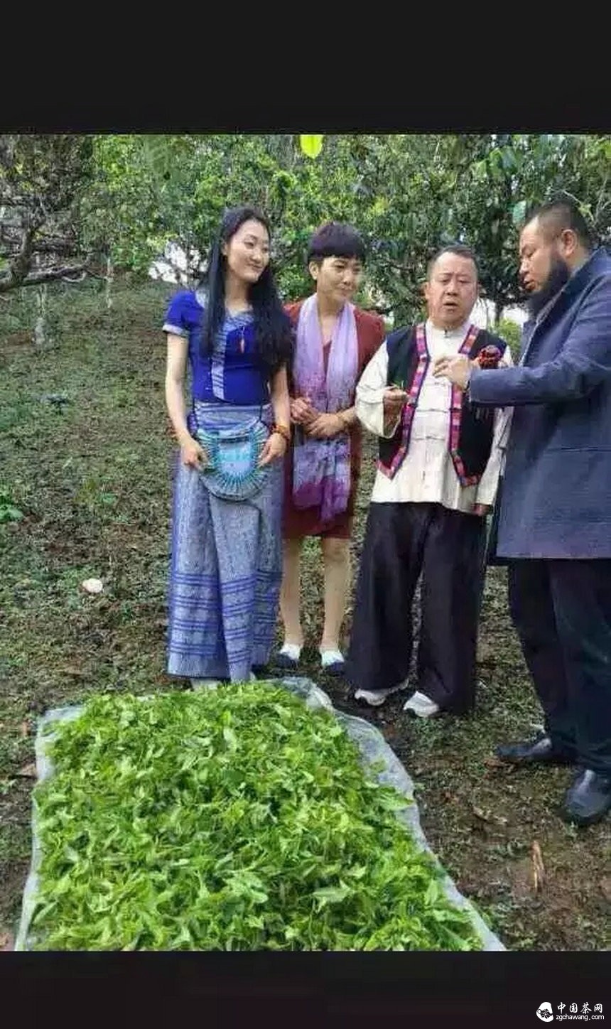 大咖曾志伟探访普洱茶名山头贺开 亲自体验采茶、杀青、揉捻等工序
