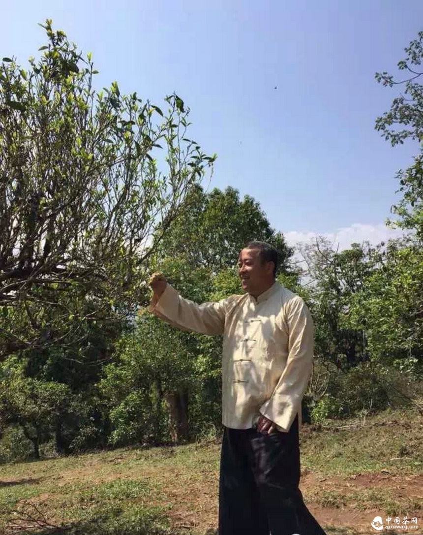 大咖曾志伟探访普洱茶名山头贺开 亲自体验采茶、杀青、揉捻等工序