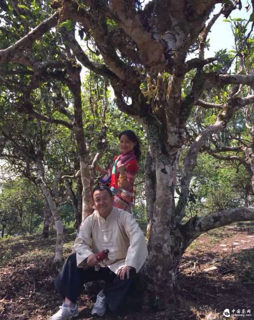 大咖曾志伟探访普洱茶名山头贺开 亲自体验采茶、杀青、揉捻等工序