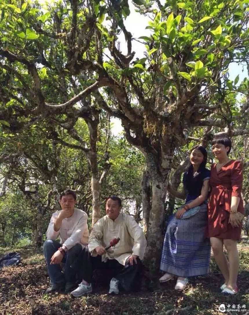 大咖曾志伟探访普洱茶名山头贺开 亲自体验采茶、杀青、揉捻等工序