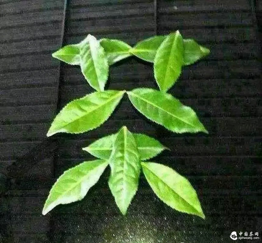 大咖曾志伟探访普洱茶名山头贺开 亲自体验采茶、杀青、揉捻等工序