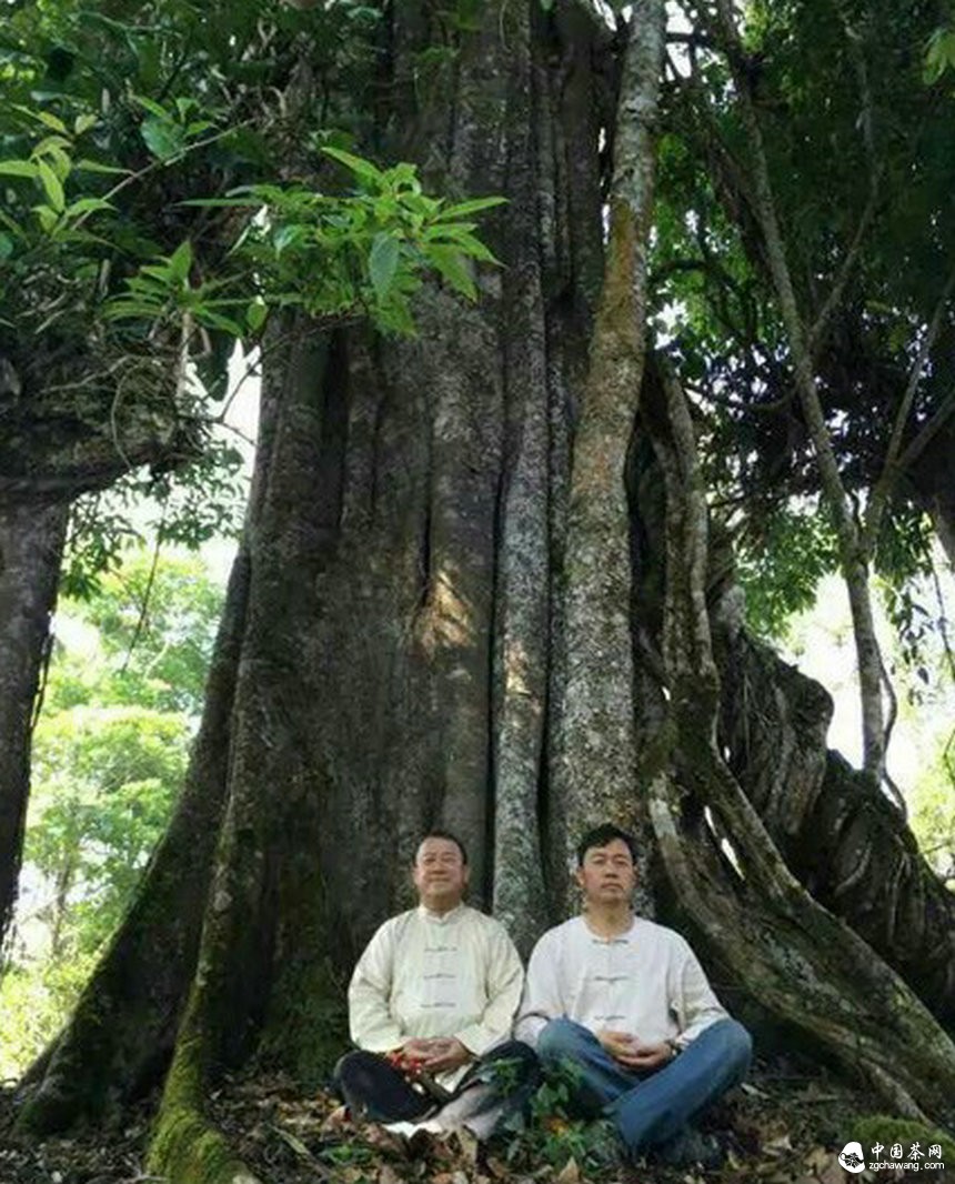 大咖曾志伟探访普洱茶名山头贺开 亲自体验采茶、杀青、揉捻等工序