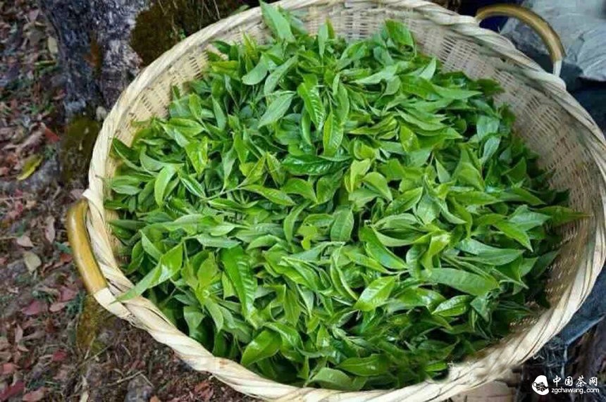 土豪茶叶15万一公斤 