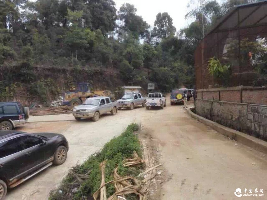 土豪茶叶15万一公斤 