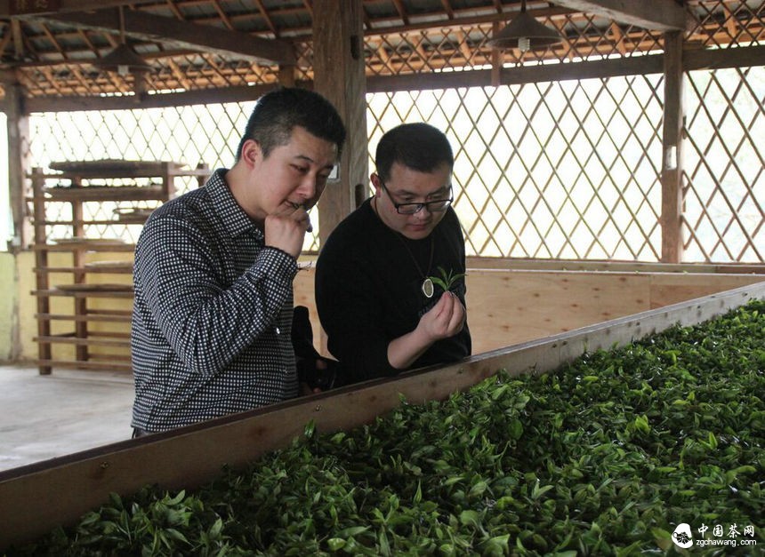 茶马世家云南行觅春茶