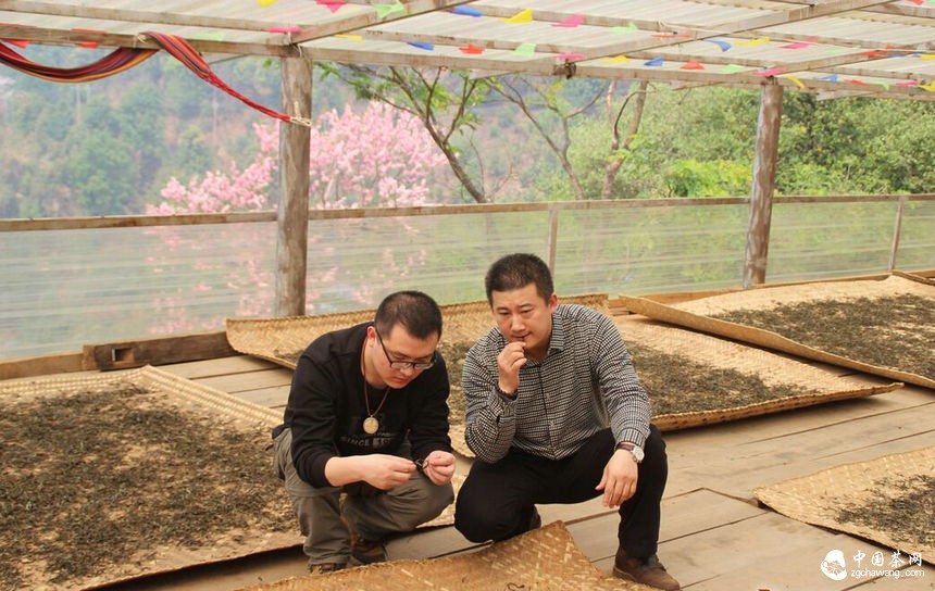 茶马世家云南行觅春茶