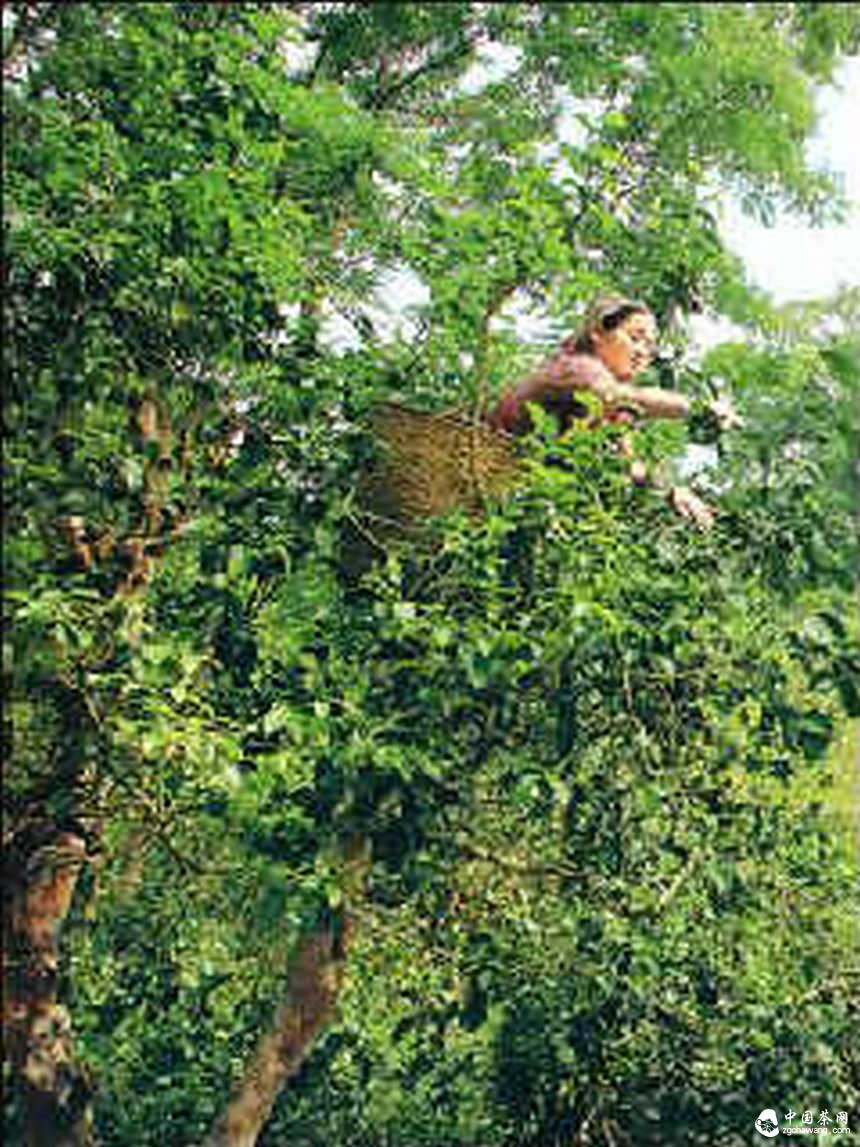 散客逃离 普洱茶结束疯涨