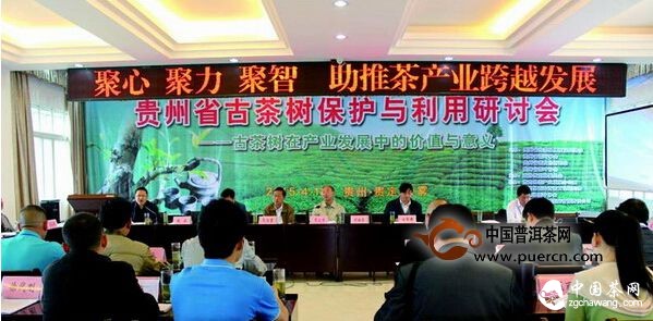 贵州：开启古树茶保护与