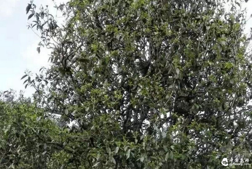 解密冰岛茶：2015年冰岛老寨茶价并非陡降
