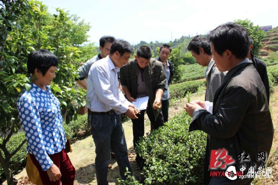 炎陵县举办神农茗茶叶种植专业合作社茶叶培训班