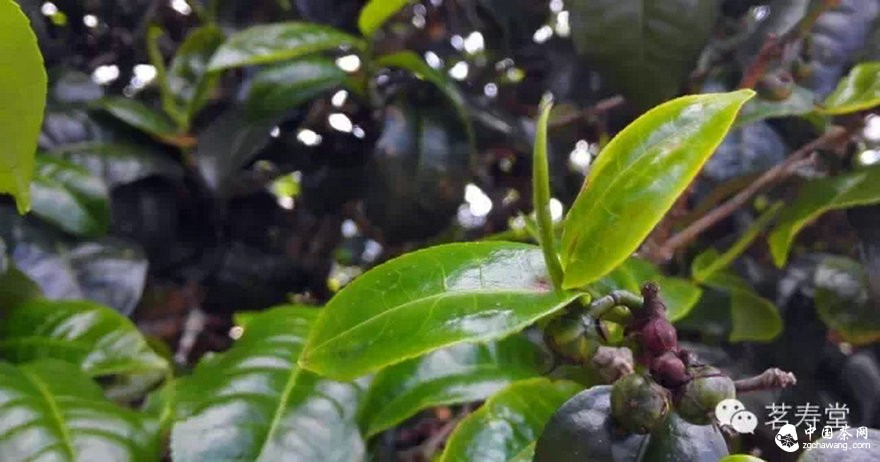 普洱茶的新常态——普洱茶未来趋势分析