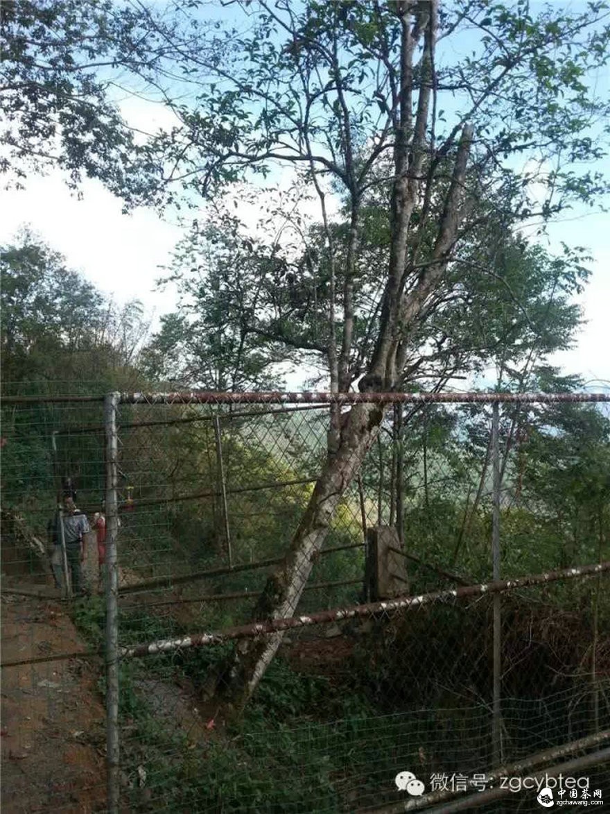 【茶专访】邓增永：就这样把“小产区”模式践行起来了！