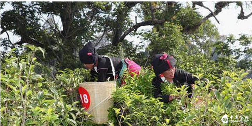 镇康强化茶园建设管理 种生态好茶迈步闯市场