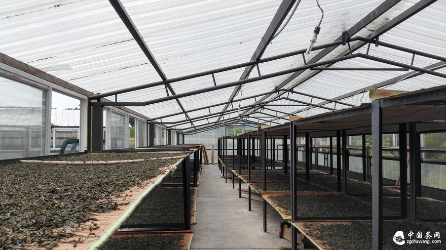 【茶学入门】解密普洱成品茶干燥