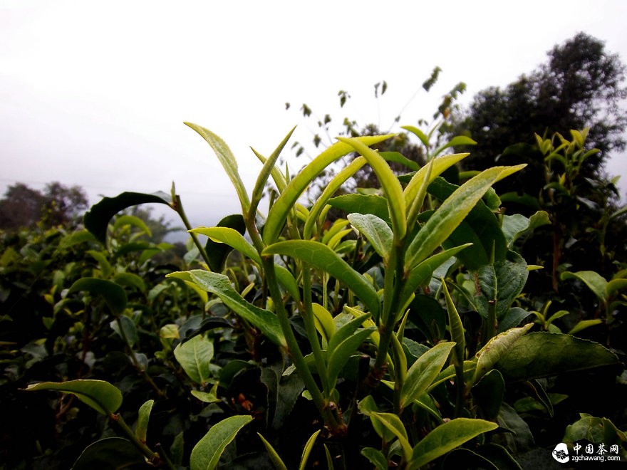 云南普洱茶产值突破100亿元 