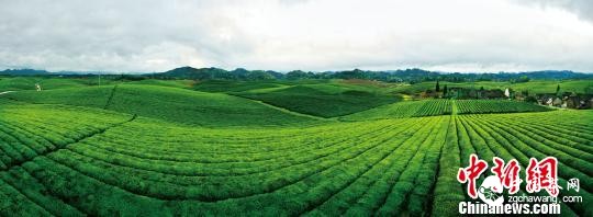 湄潭万亩茶海。　卢现艺 摄