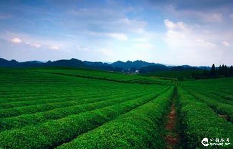 传统制造工艺 造就&ldquo;湄潭翠芽&rdquo;茗茶